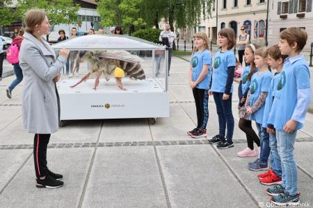 Čebela velikanka potuje po Kamniku (53)